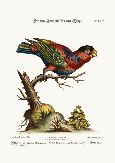 The first Black-capped Lory, 1749-73 by George Edwards